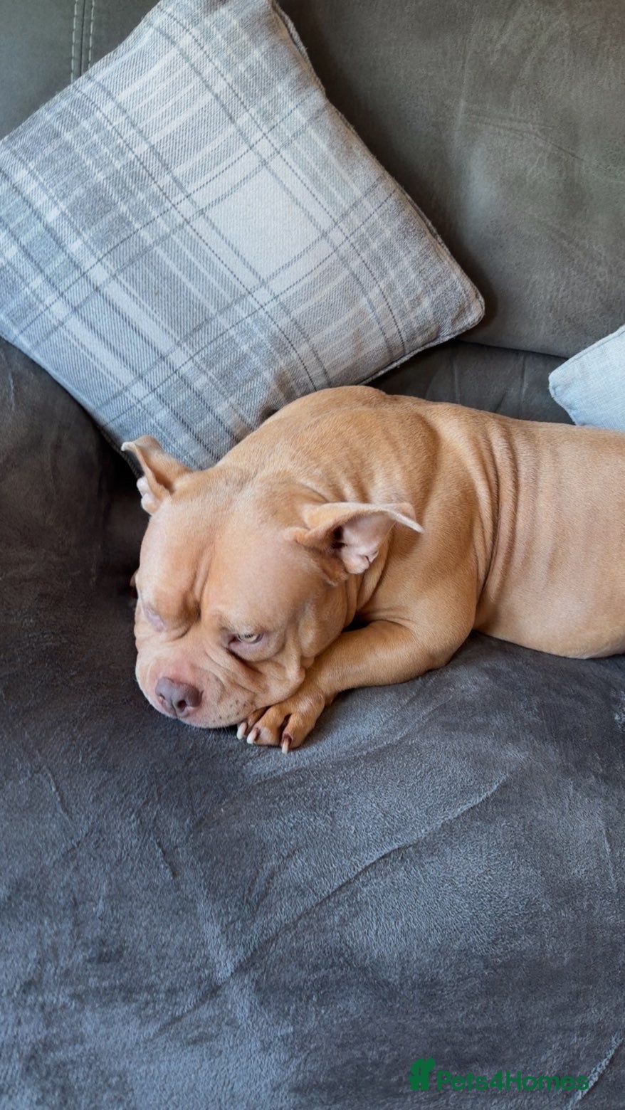 American Bully dogs American pocket bully - Advert 15