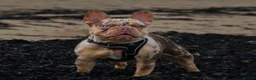 French Bulldog dogs for sale: French Bull Dogs / KC Registered / Visual Fluffy  - Advert 6