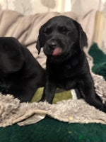 Labrador Retriever dogs Health Tested KC Labrador Pups for Sale - Advert 3