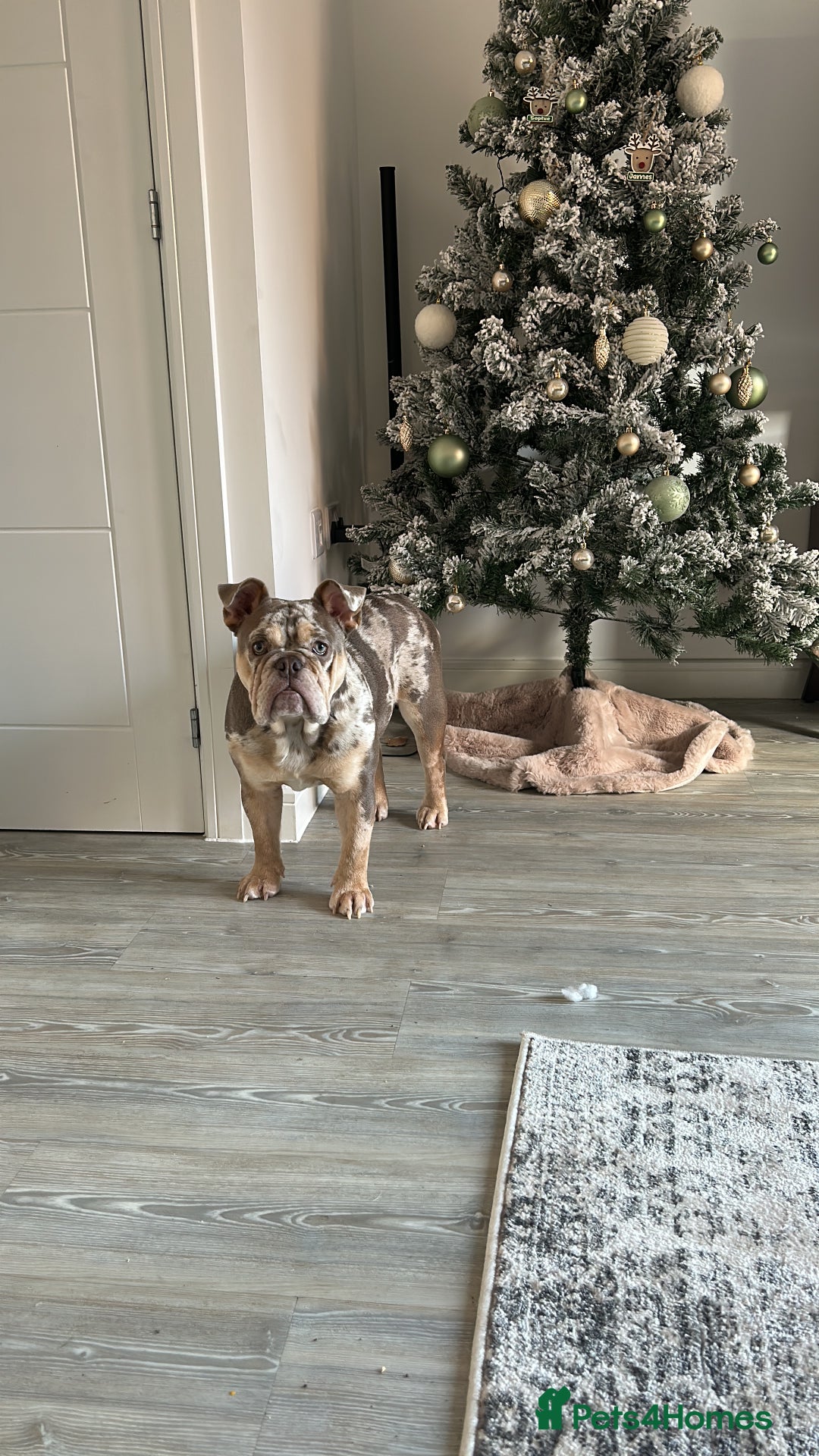 English Bulldog dogs for stud: English bulldog for stud  - Advert 4