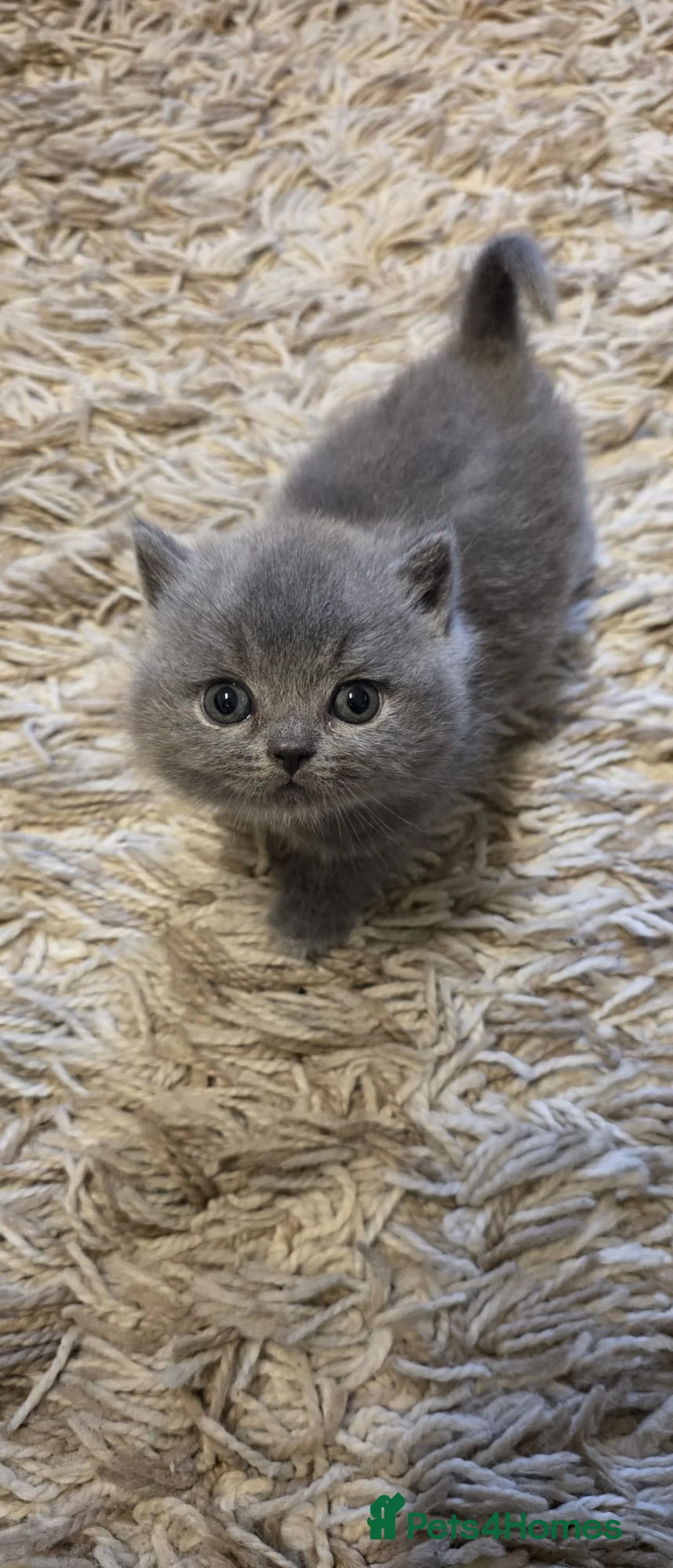 British Shorthair cats for sale: Sweet and lovely British shorthair kittens - Advert 6
