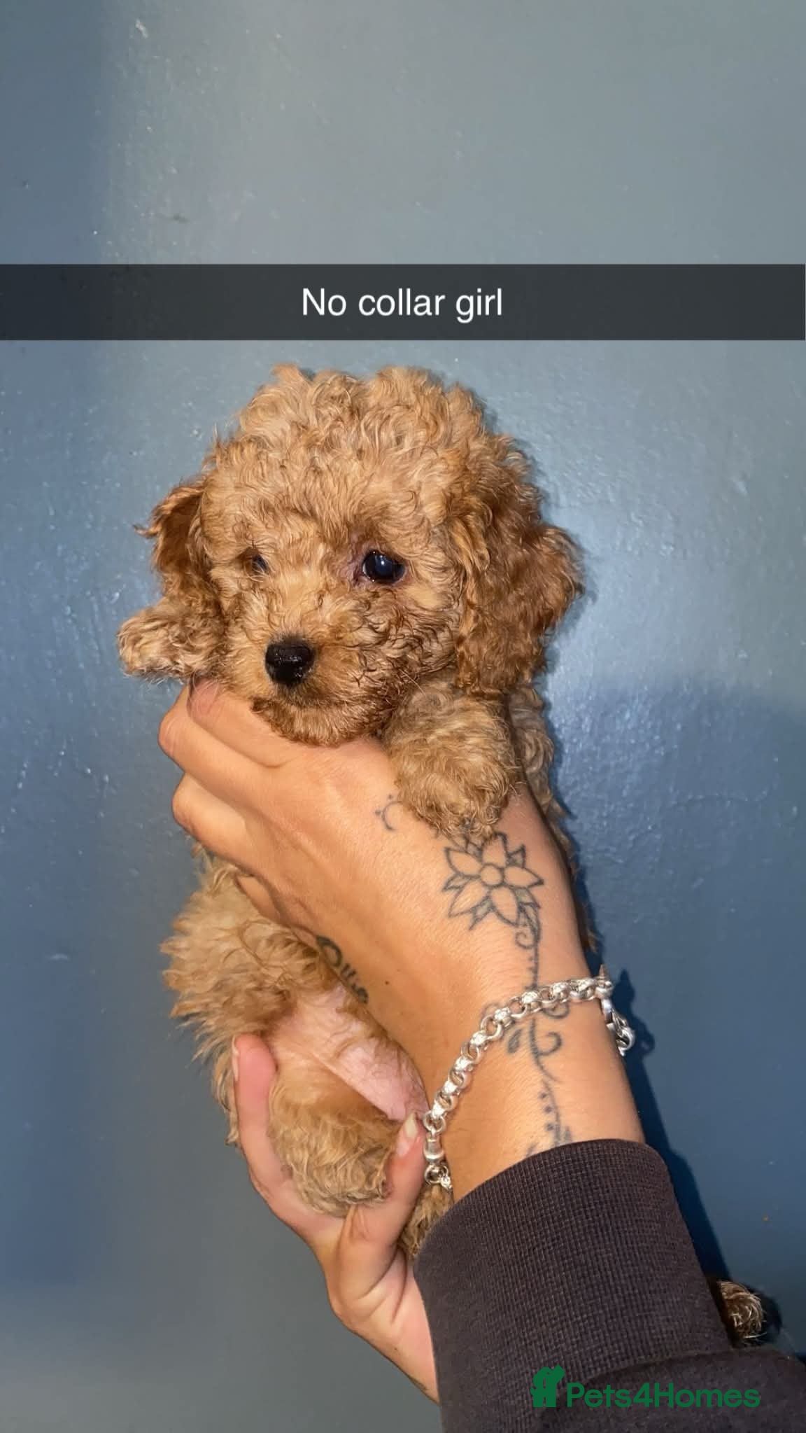 Cockapoo dogs for sale: Beautiful toy cockapoos  - Advert 1