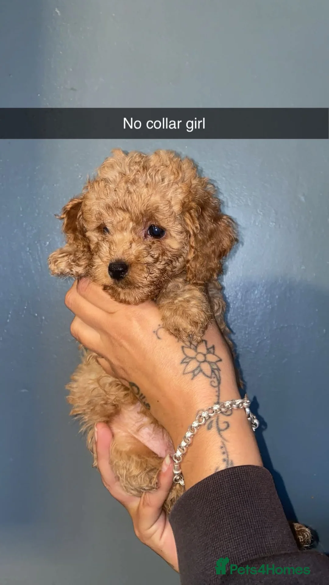 Cockapoo dogs for sale: Beautiful toy cockapoos  - Advert 1