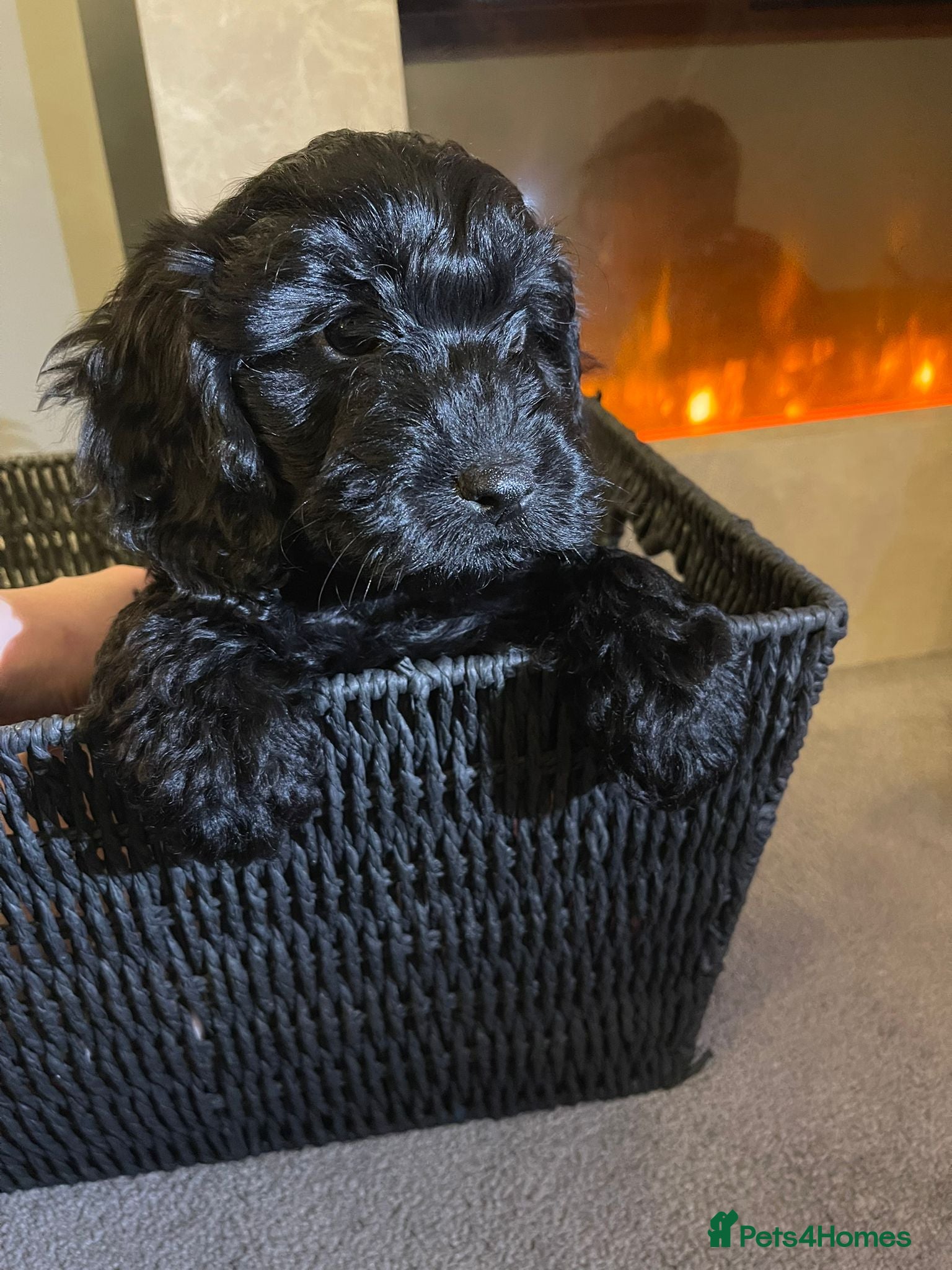 Cockapoo dogs READY NOW ! F1 health tested black girl. - Advert 9