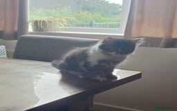 Persian cats for sale: Persian kittens: 2 girls and 1 boy (£230 each) - Image 4
