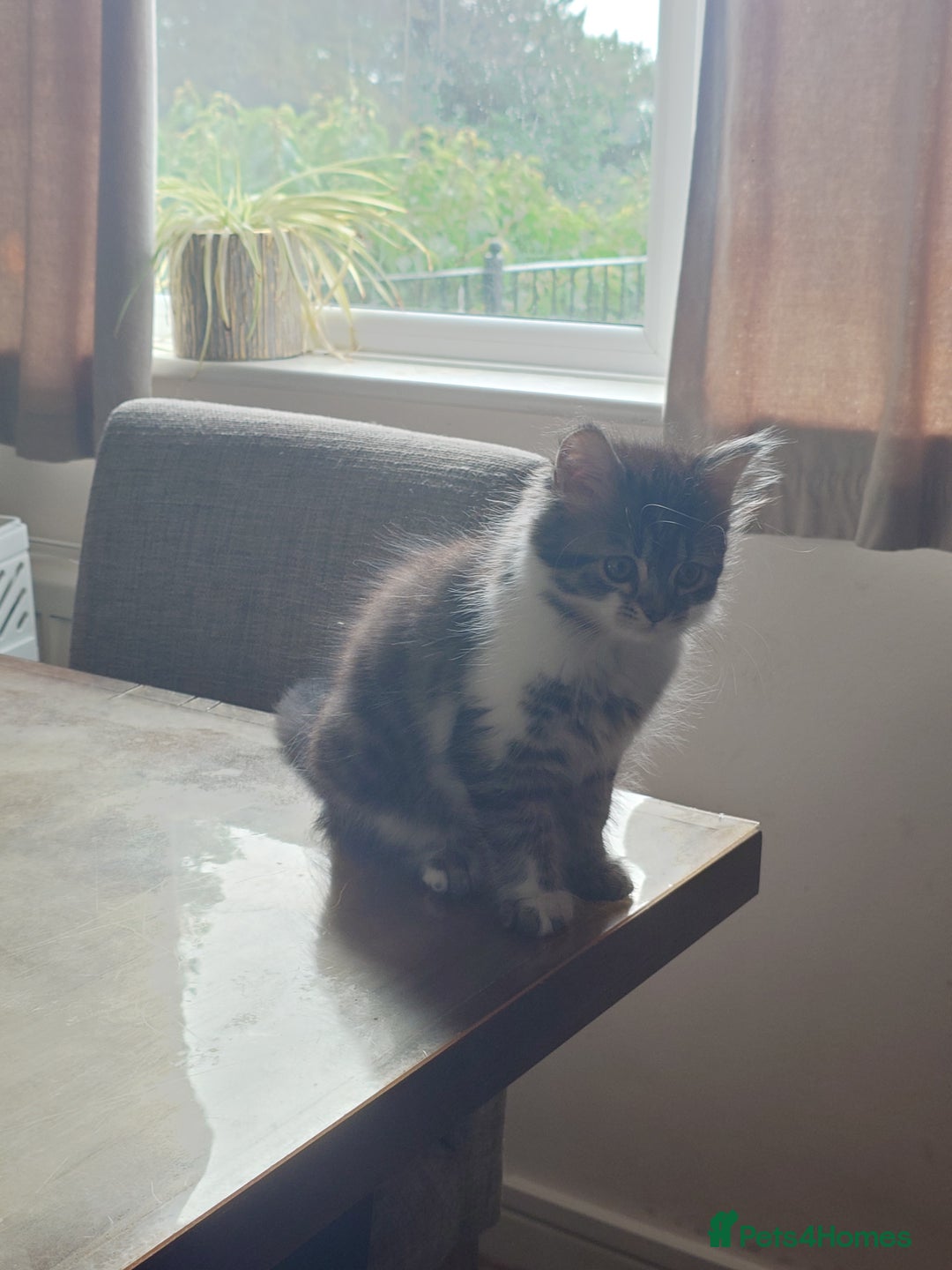 Persian cats for sale: Persian kittens: 2 girls and 1 boy (£230 each) - Image 4