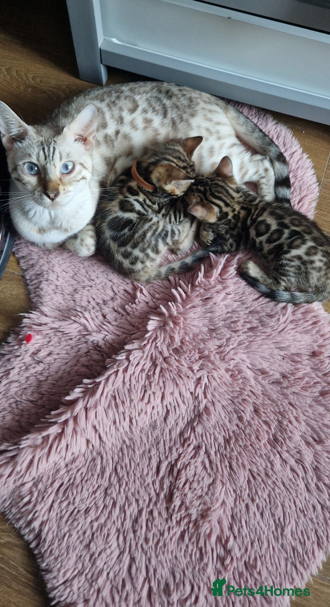 Bengal cats for sale: Beautiful kittens 🥰 - Advert 18