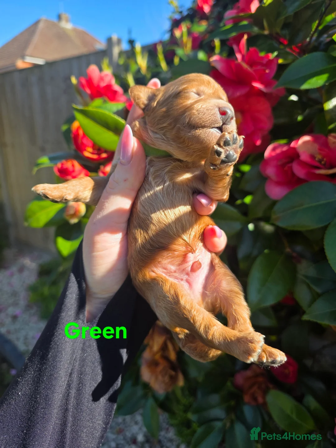 Cavapoo dogs for sale:   🐶 F1b Cavapoo Puppies Dark Red KC Dad DNA Mum  - Advert 2