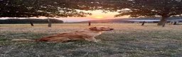 Golden Retriever dogs for sale: Exceptionally bred golden Retriever Puppies - Advert 9