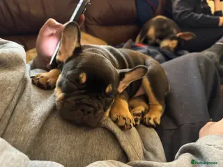 French Bulldog dogs French Bulldog puppies - Advert 15