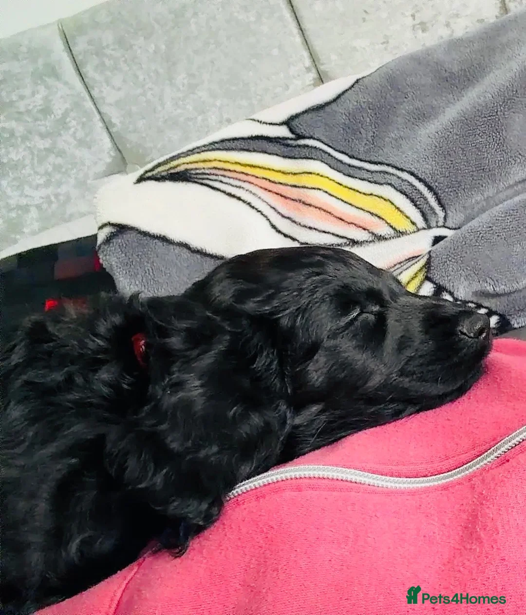 Cockapoo dogs for sale: Cockapoo looking for a new home in Bexleyheath - Advert 2