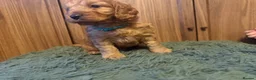 Cockapoo dogs for sale: Beautiful Litter of F1 Toy Cockapoo Puppies - Advert 18