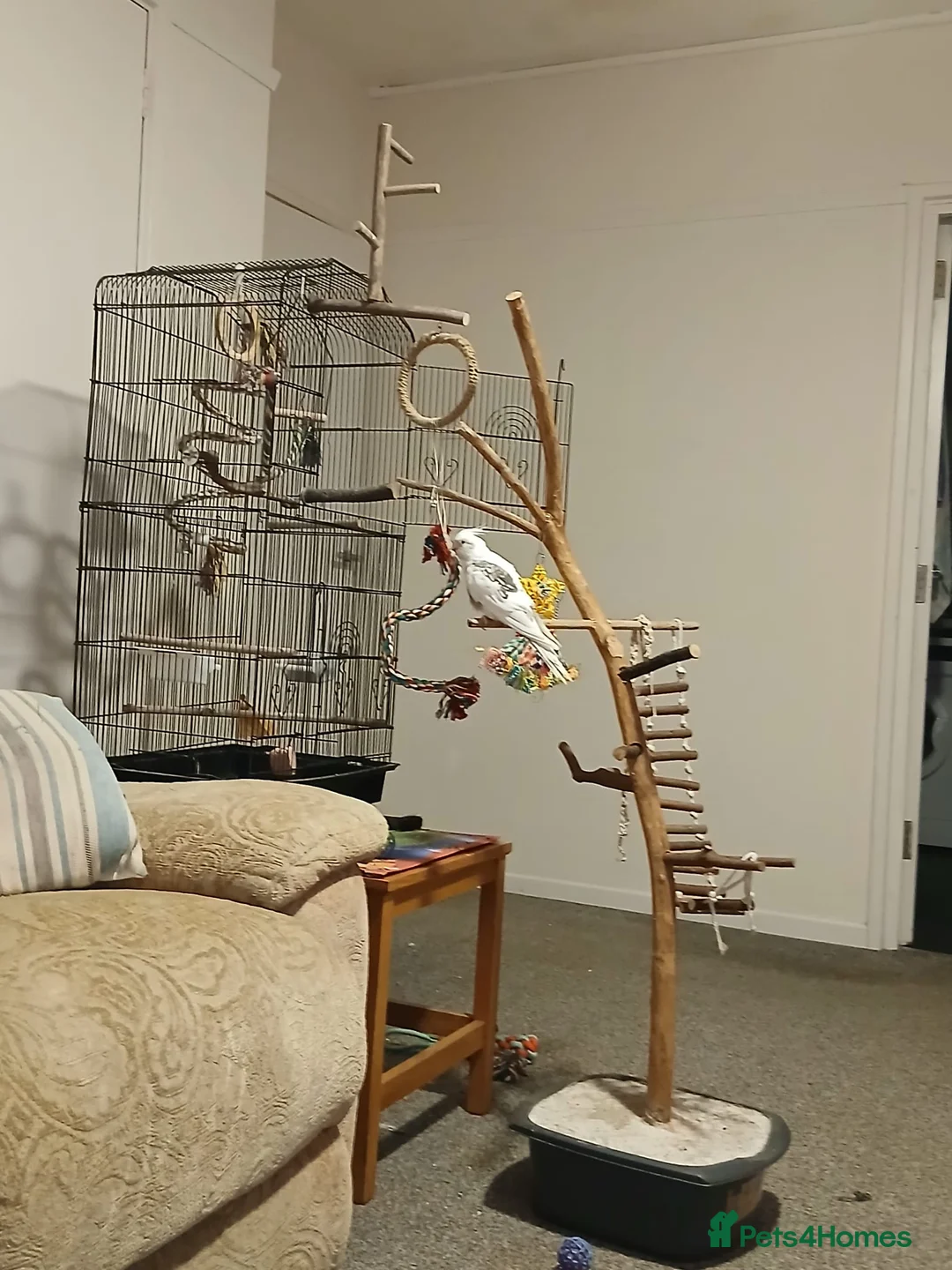 Cockatoo birds for sale: Male Cockatoo  in Rochester - Advert 2