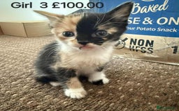 Mixed Breed cats for sale: Mixed breed kittens  - Image 9