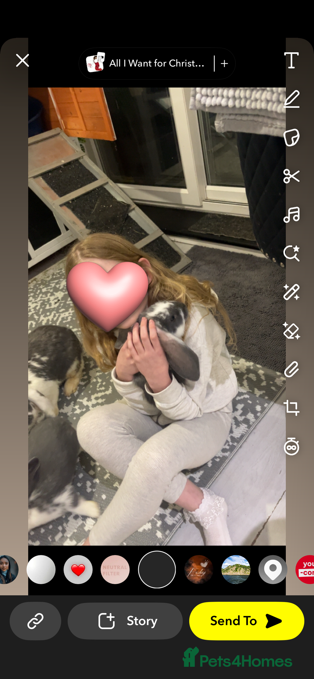 French Lop rabbits for sale: Giant French lop rabbits  - Image 8