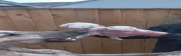 Ferret rodents for sale: Ferrets - Advert 1