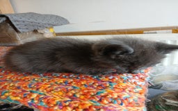 Mixed Breed cats for sale: 3 [remaining] girl kittens looking for new homes - Image 6
