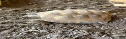 Tortoise reptiles for sale: Horsefield Tortoises  in Eastleigh - Advert 3