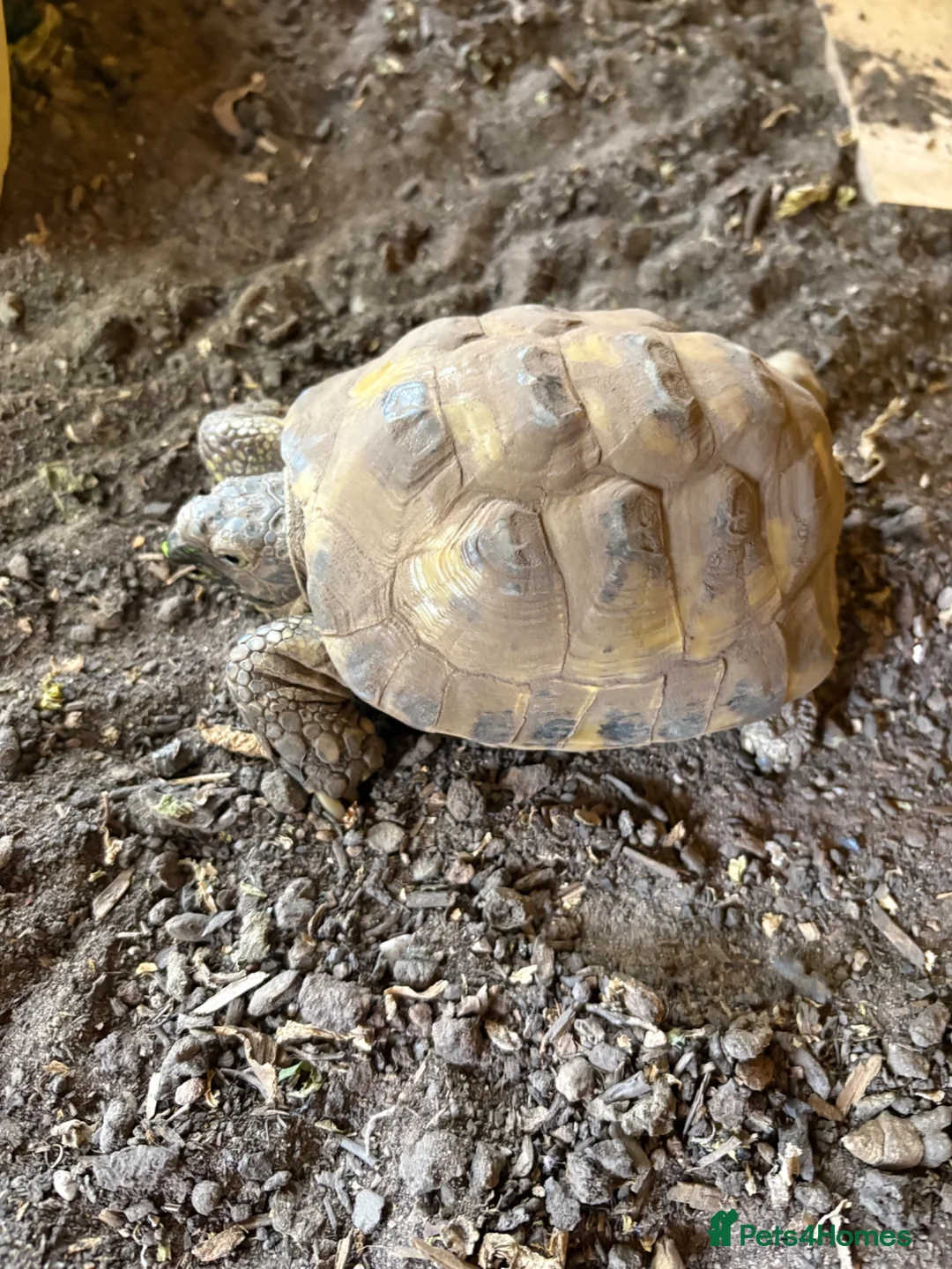 Tortoise reptiles for sale: Horsefield Tortoises  in Eastleigh - Advert 3