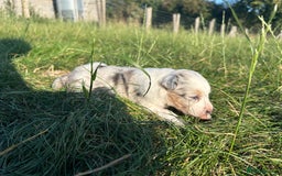Border Collie dogs for sale: Blue Merle Border Collie Puppies - Image 12