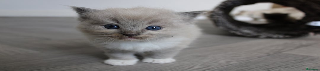 Mitted mink