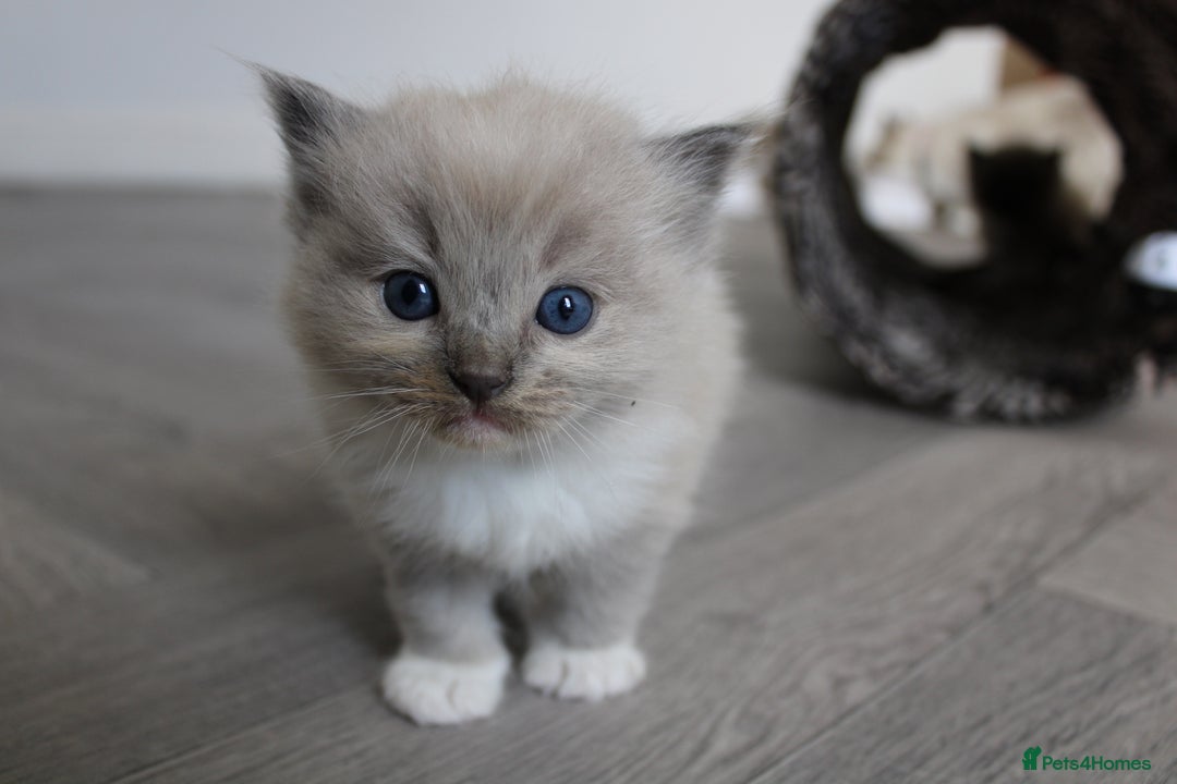 Ragdoll cats for sale: 💎 OUTSTANDING QUALITY MINK ragdoll kittens 💎 - Image 9