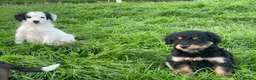 Bordoodle dogs for sale: Bordoodle 2 is the only remaining pup - Advert 20