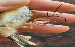 Canaries birds for sale: 2025 young BBC RING Parva goldfinch male  - Image 7