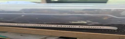 Isopods invertebrates for sale: Isopods  - Advert 7