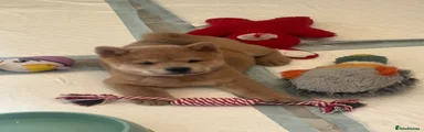 Chow Chow 3