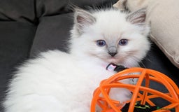 Ragdoll cats for sale: 🏆 🐾 Tica Registered EU Ragdoll Kittens 🐈 🏆 - Image 2