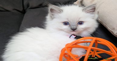 Ragdoll cats - Advert 14