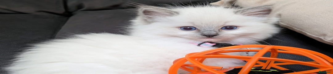 Pink Collar