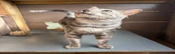 Bengal cats for sale: Retired Blue Bengal Boys - Advert 5