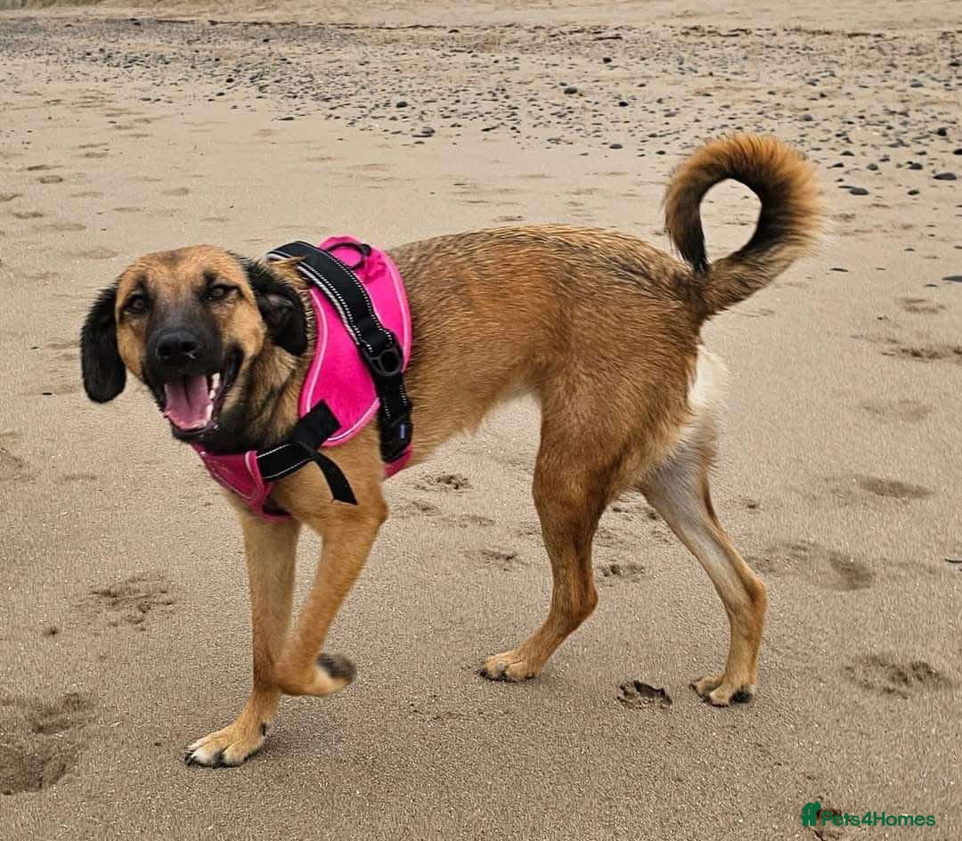 Mixed Breed dogs for adoption: BETSY-2yrs, 22kg, loves dogs/well trained/playful - Image 13