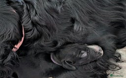 Field Spaniel dogs for sale: Rare and vulnerable Field Spaniel puppies LAST FEW - Image 8