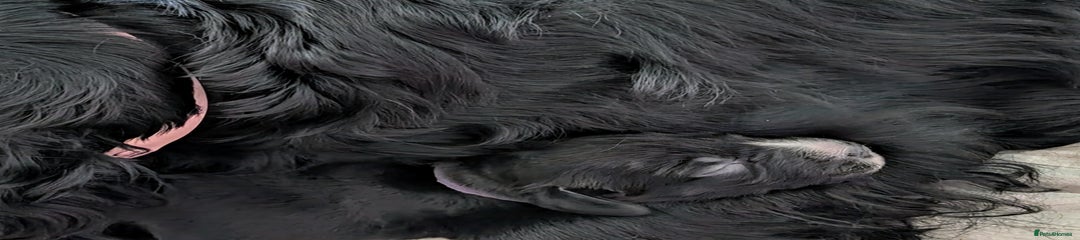 Field Spaniel Puppy 4
