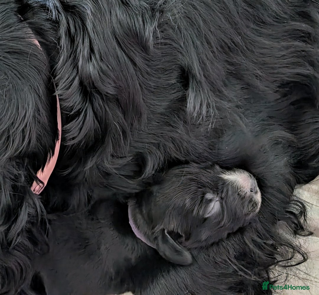 Field Spaniel dogs for sale: Rare and vulnerable Field Spaniel puppies LAST FEW - Image 8
