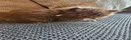 British Shorthair cats for sale: British short hairs / long hair  - Advert 3