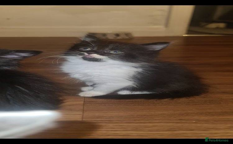 Mixed Breed cats - Advert 11