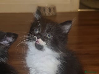 Mixed Breed cats - Advert 28