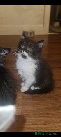 Mixed Breed cats - Advert 11