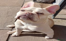 French Bulldog dogs for stud: 5 PANEL HEALTH CLEAR CHARLIE VERY WELL PROVEN! - Image 32