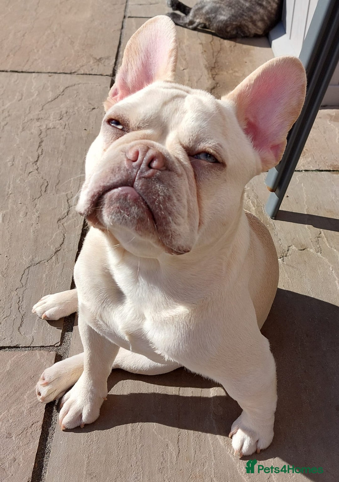 French Bulldog dogs for stud: 5 PANEL HEALTH CLEAR CHARLIE VERY WELL PROVEN! - Image 32