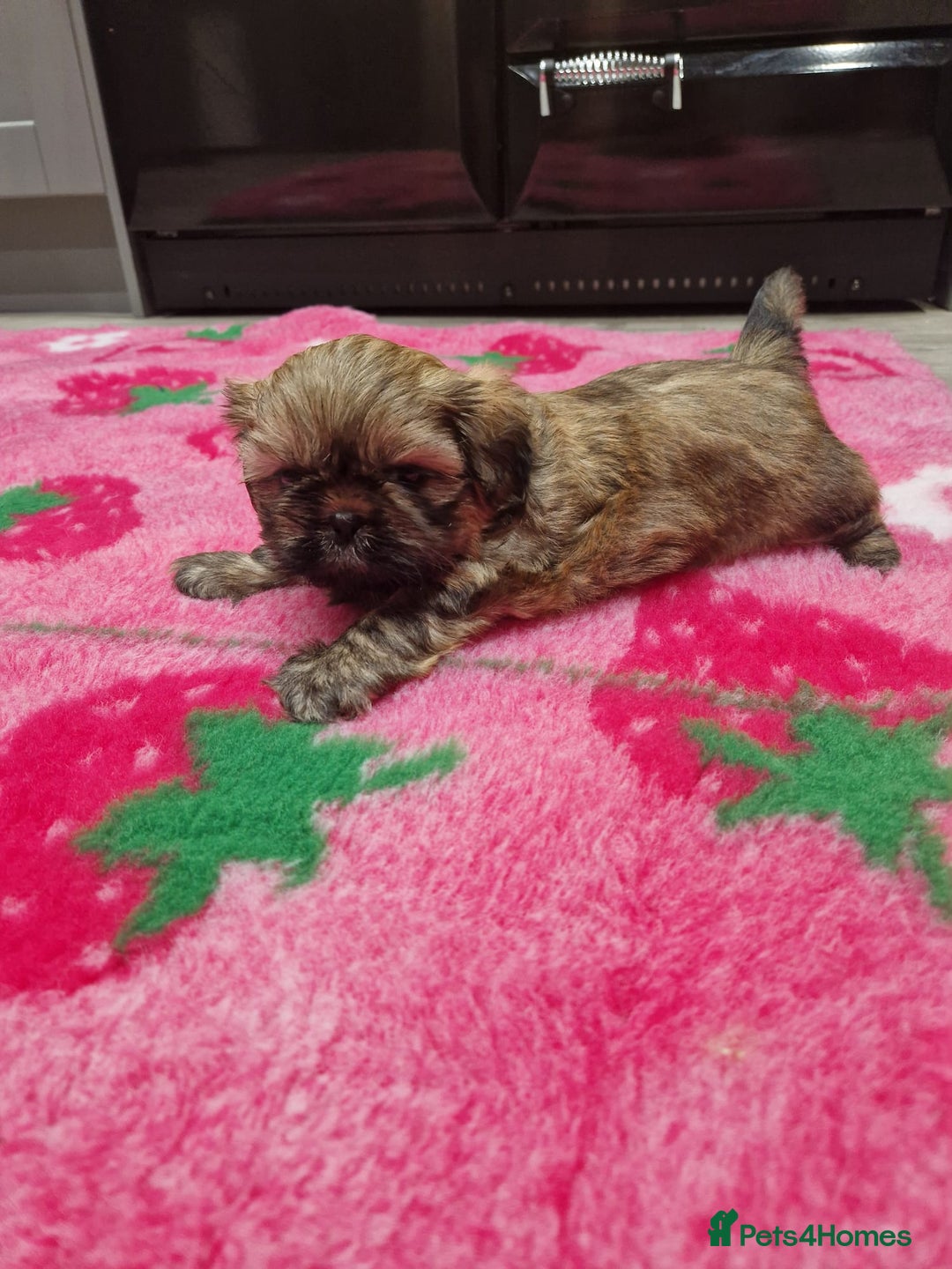 Shih Tzu dogs for sale: Shih Tzu Puppies - Advert 12