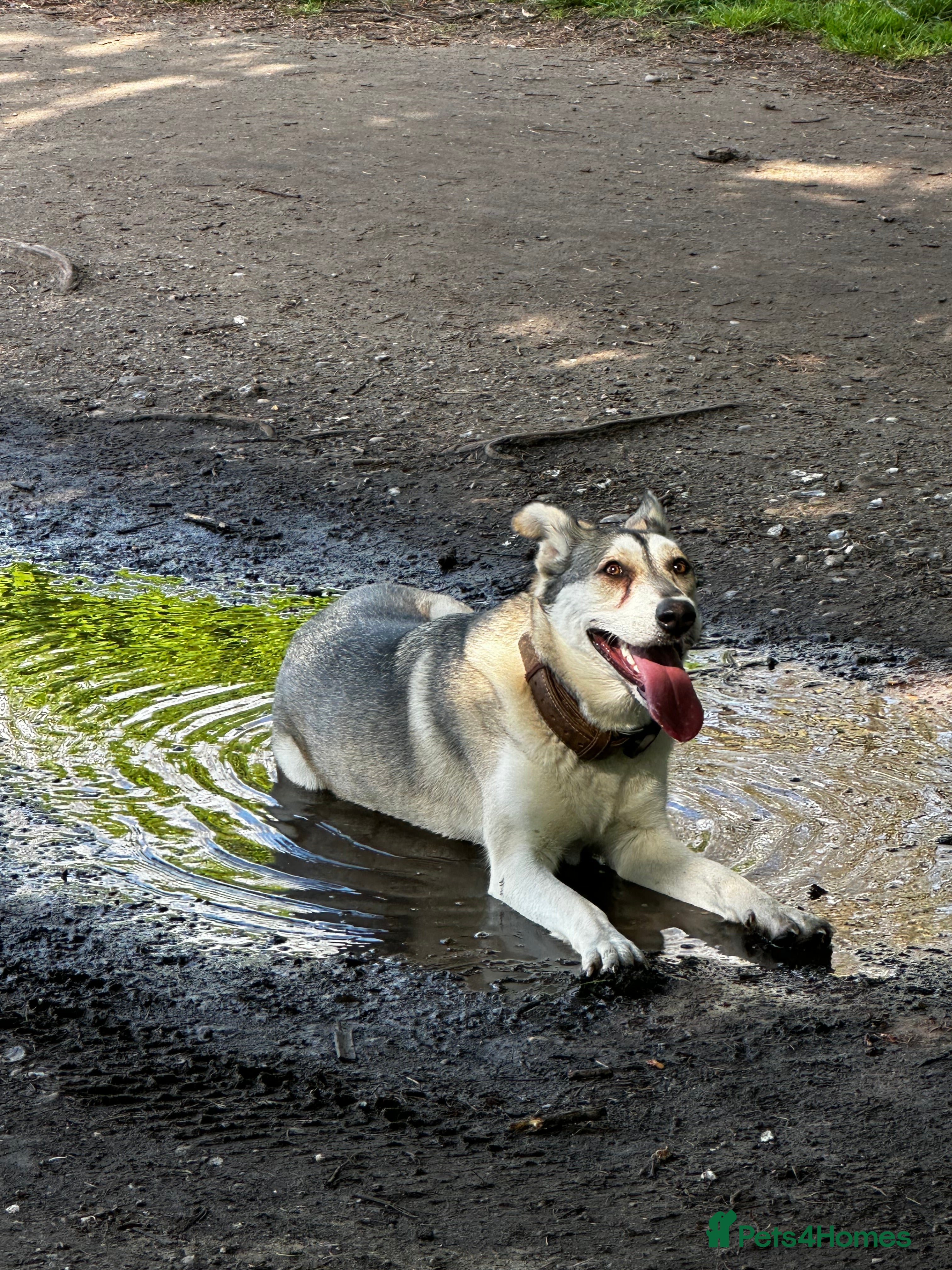 Mixed Breed dogs Farla - a beautiful German Shepherd Mix - Advert 2