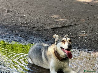 Mixed Breed dogs Farla - a beautiful German Shepherd Mix - Advert 2