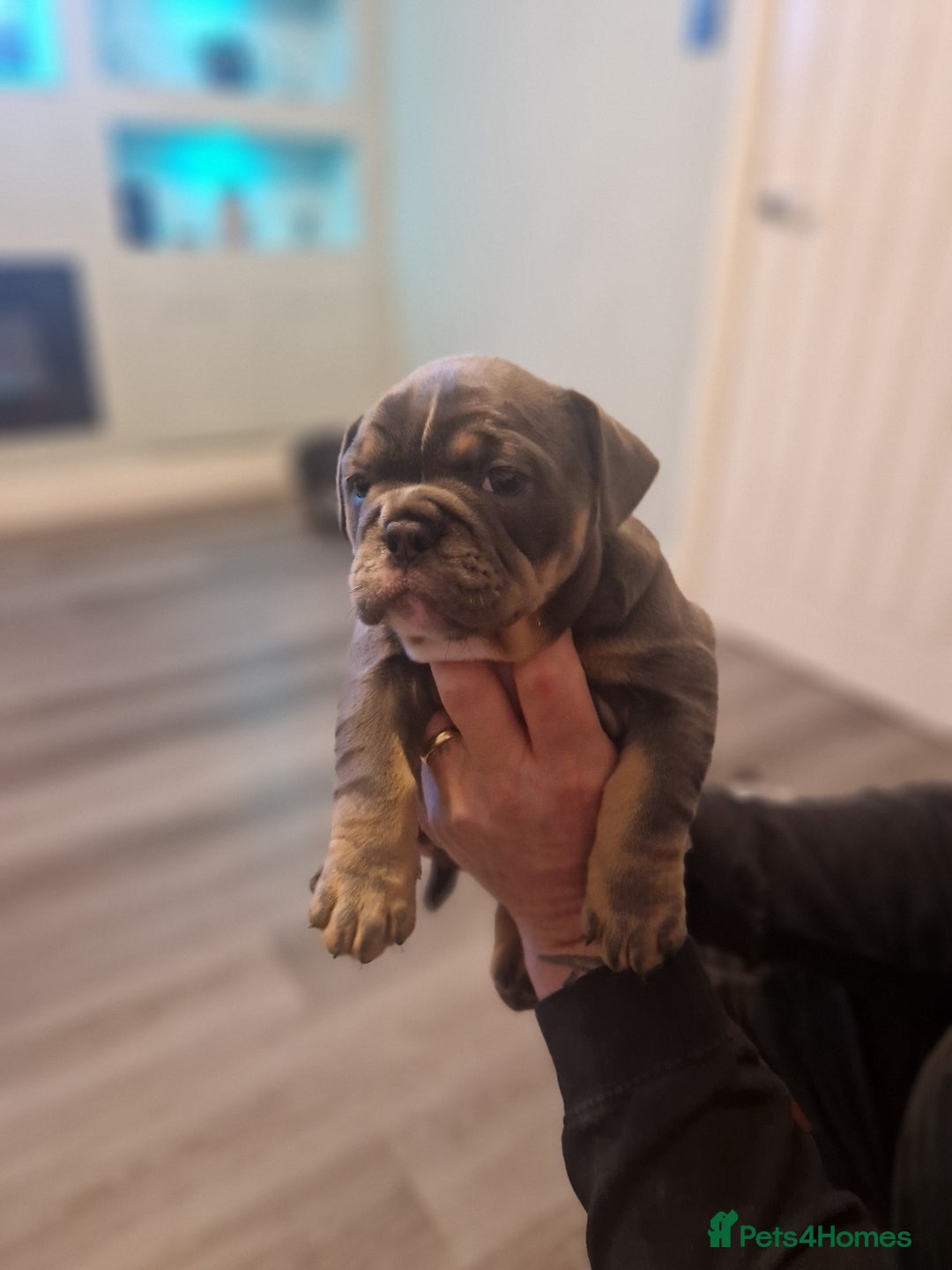 Mixed Breed dogs for sale: Beautiful Blue tri girl - Advert 5