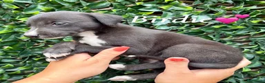 Lurcher 3