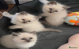 Ragdoll cats for sale: Quality Ragdolls for perfect homes - Image 2